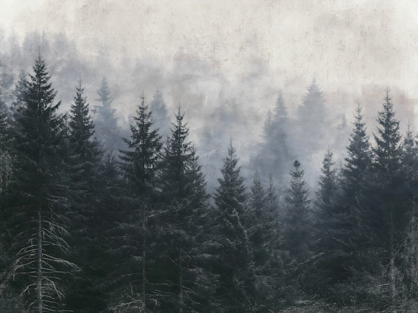 Foggy Pine Tree Silhouette