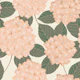 Peach Hydrangea Botanical