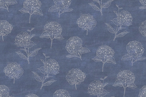 indigo hydrangea study