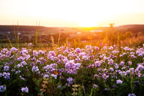 Vibrant Floral Haven