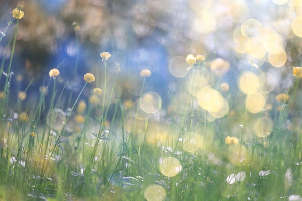 Sunlit Flower Fields