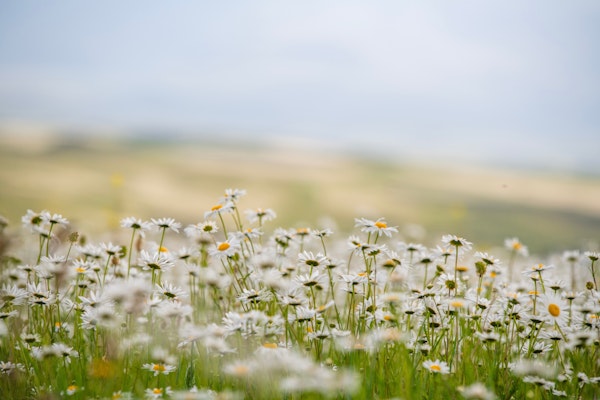 Bright Floral Field View