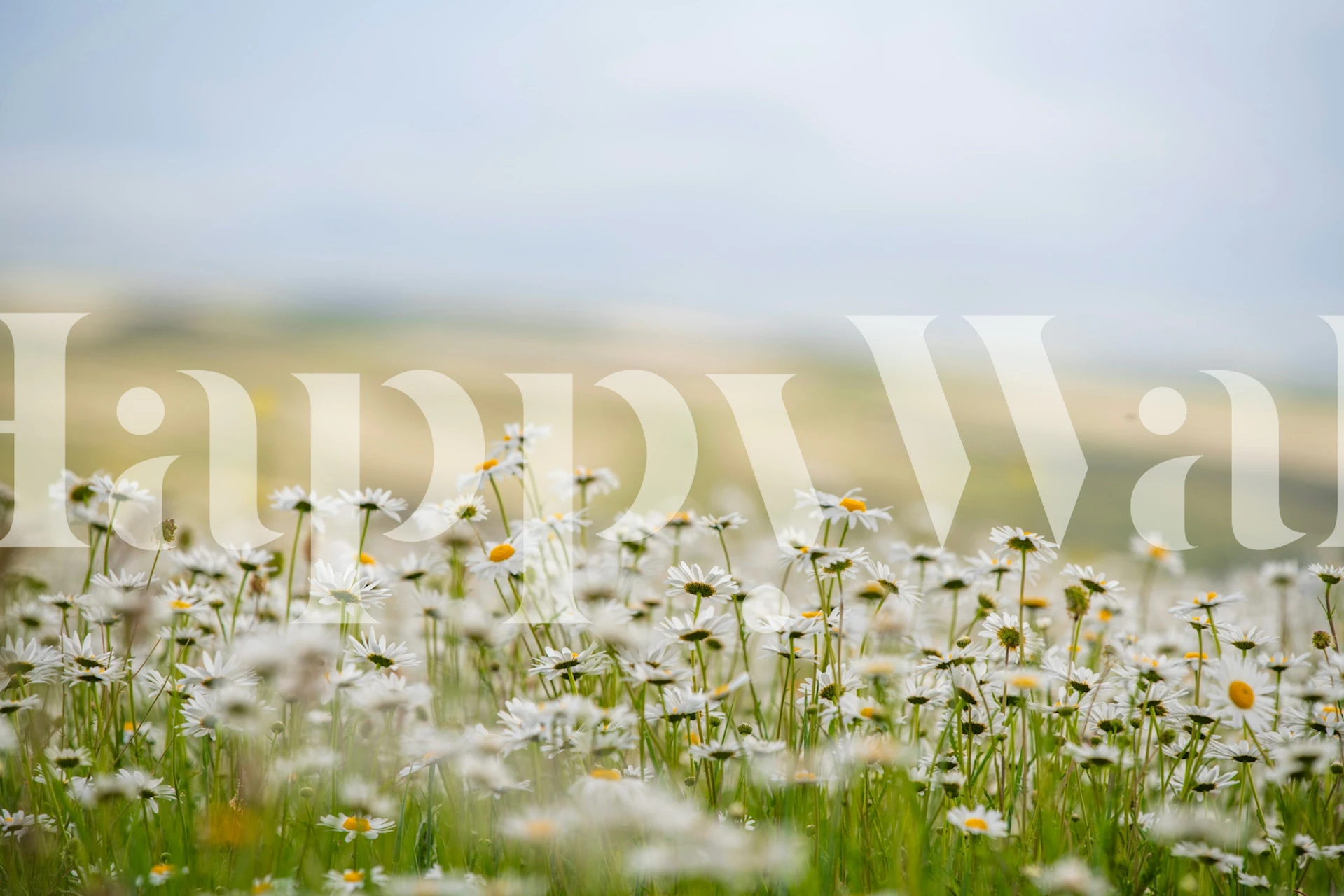 Bright Floral Field View tapete