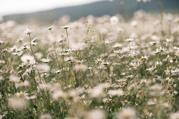 Daisy Bliss in Nature