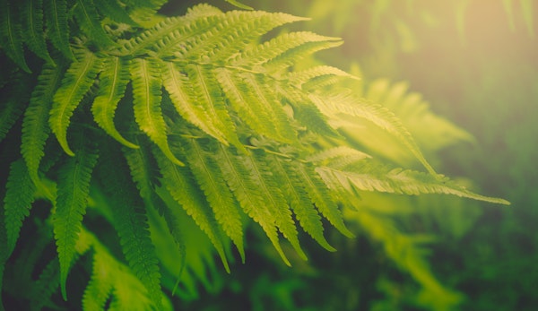 Leafy Ferns Bathed in Sunshine