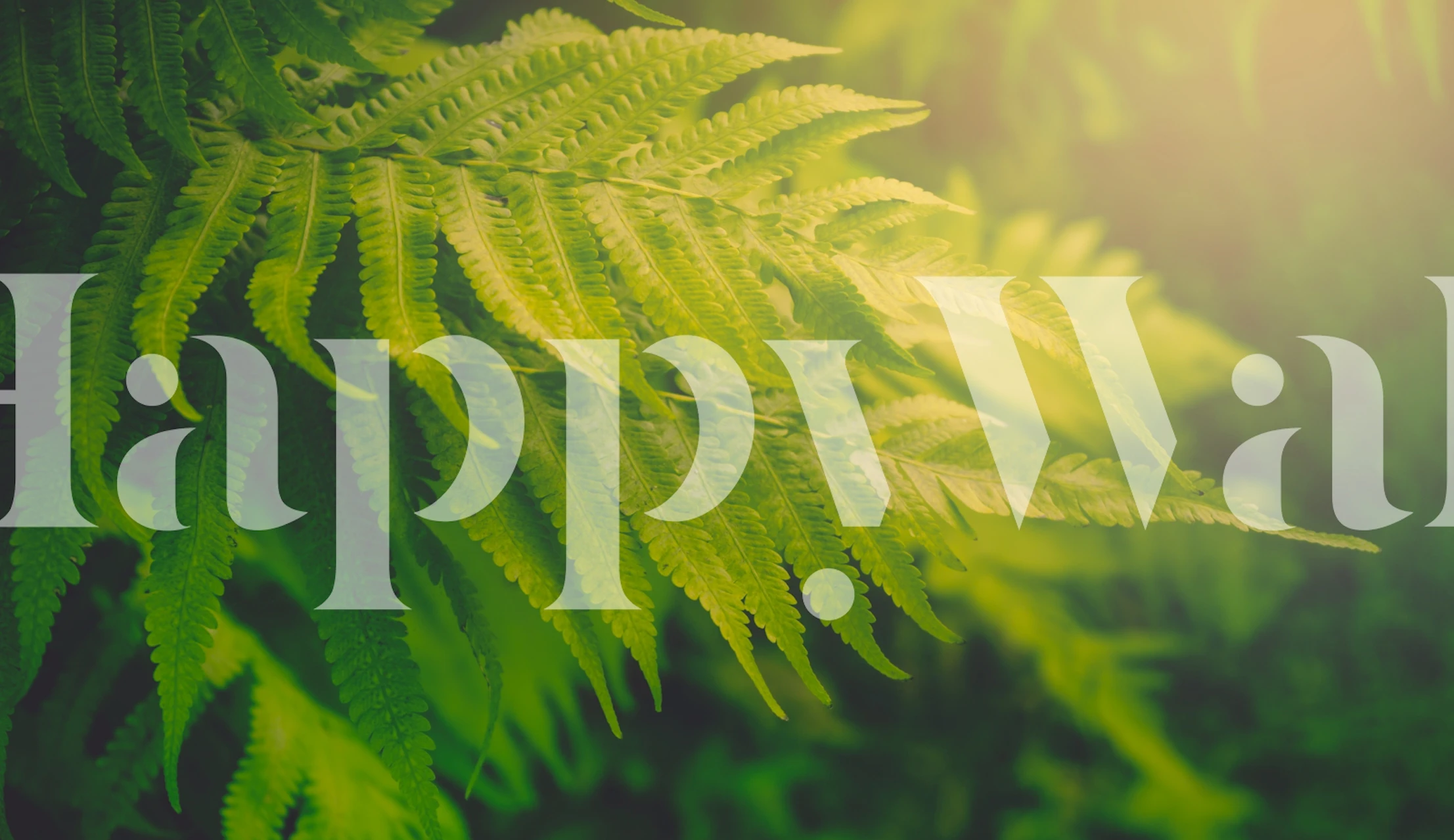 Leafy Ferns Bathed in Sunshine wallpaper
