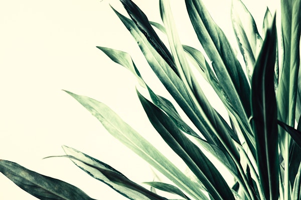 Lush Leafy Background
