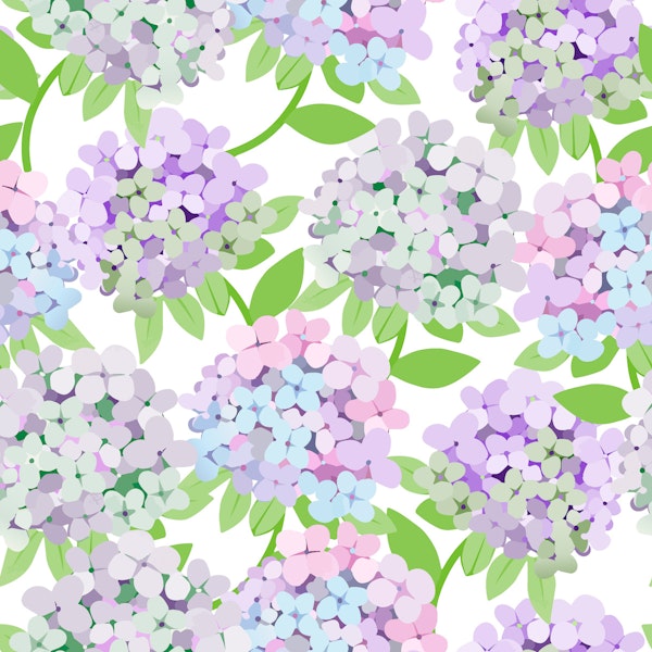 Big Hydrangeas