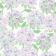 Hydrangea - lavender