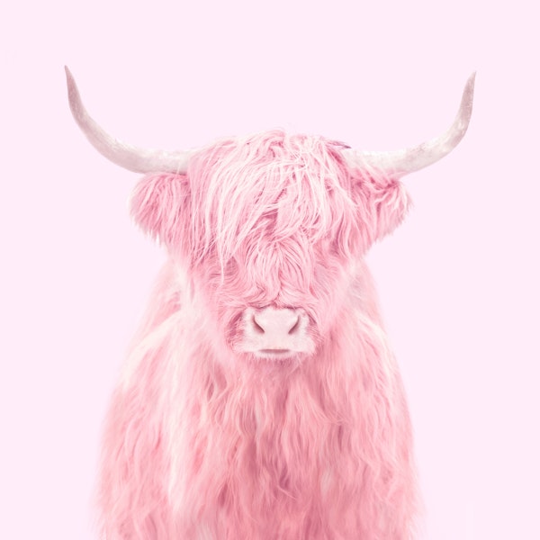 HIGHLAND COW