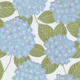 Powder Blue Hydrangea Blooms