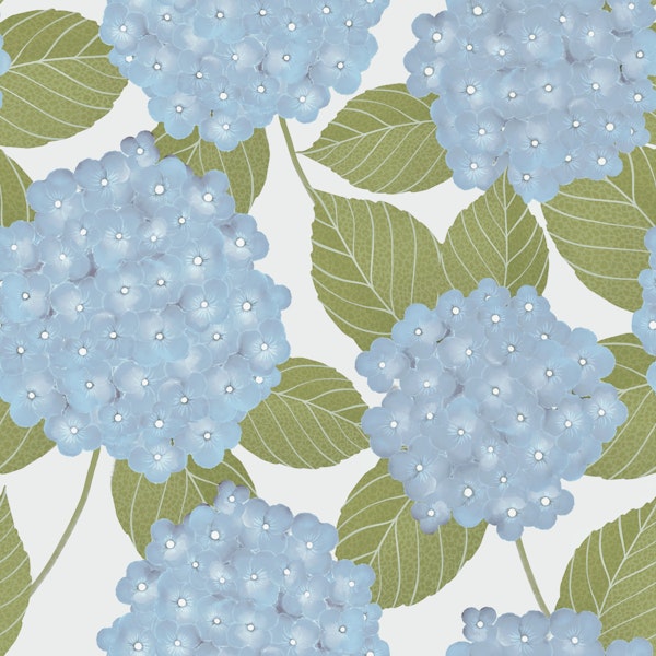 Powder Blue Hydrangea Blooms