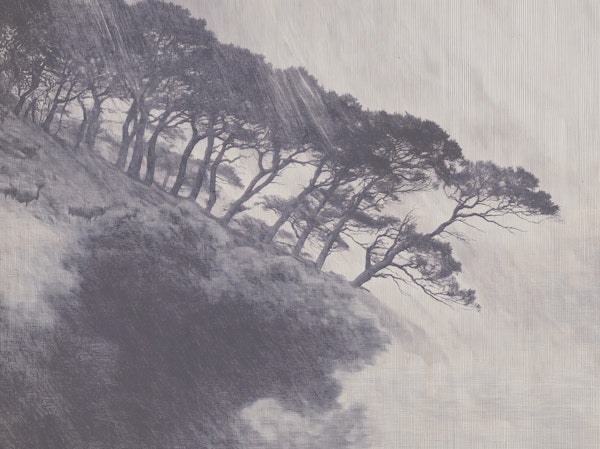 Charcoal gray hillside pine trees