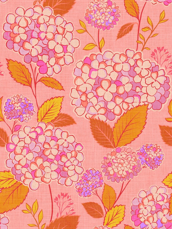 Hydrangea garden blooms Coral pink