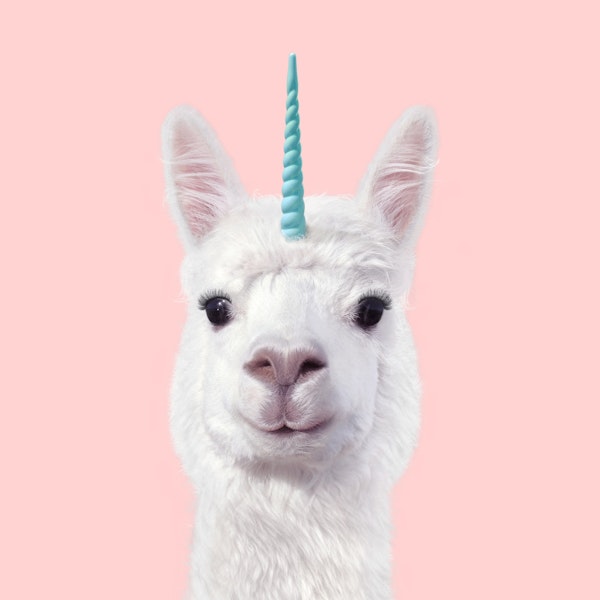 ALPACA UNICORN