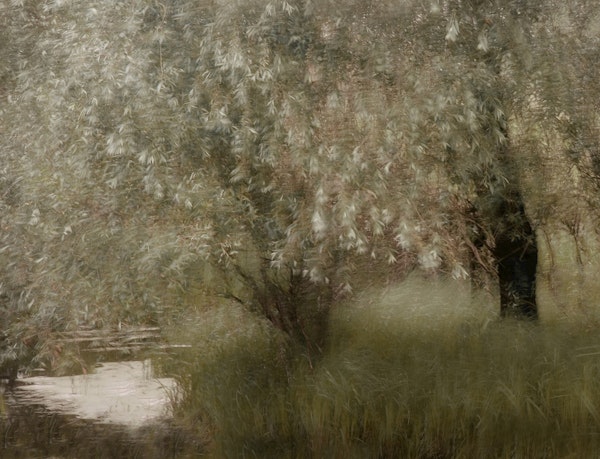 Olive willow trees by water
