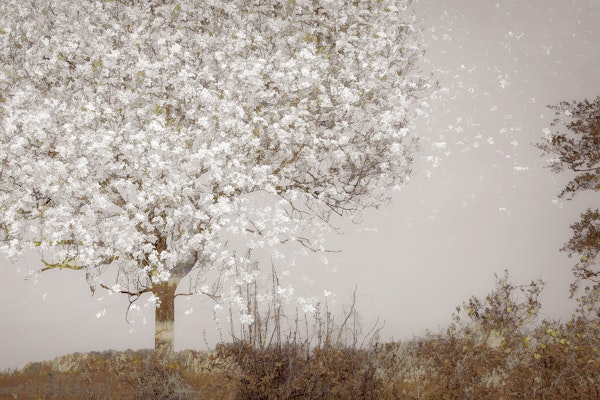 Ivory Blossom Tree Landscape