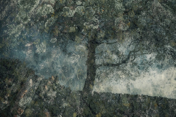 Olive tree and rocks landscape