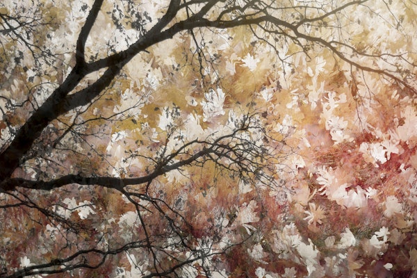 Ivory Flowers and Dark Branches