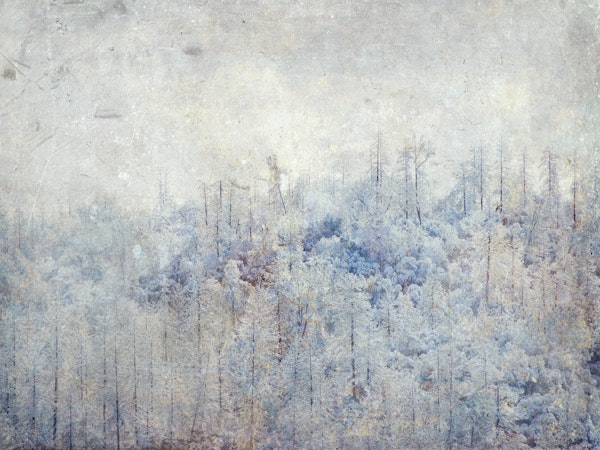 Pale Blue Frosted Forest Trees