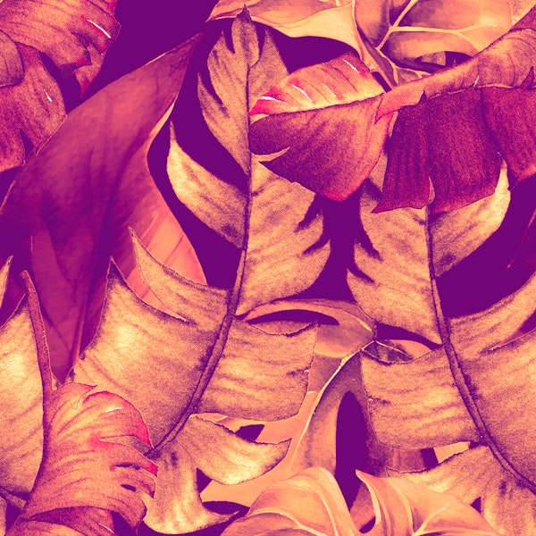 Plum Purple Monstera Leaves