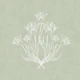 Vintage Tulip Bouquet - Sage Green