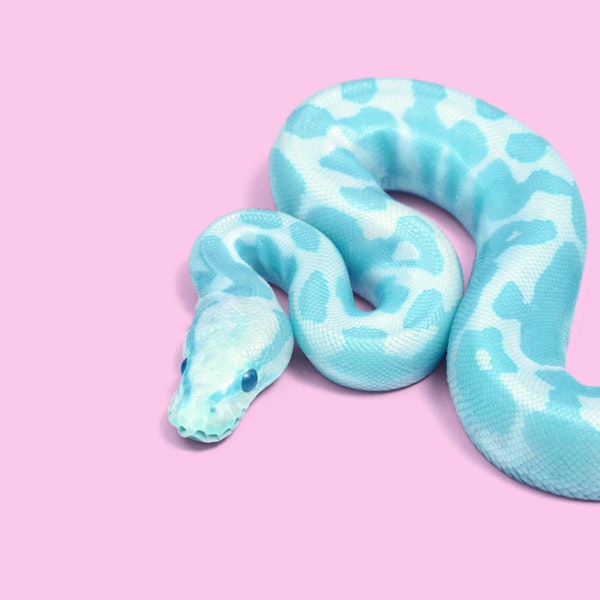 BLUE SNAKE