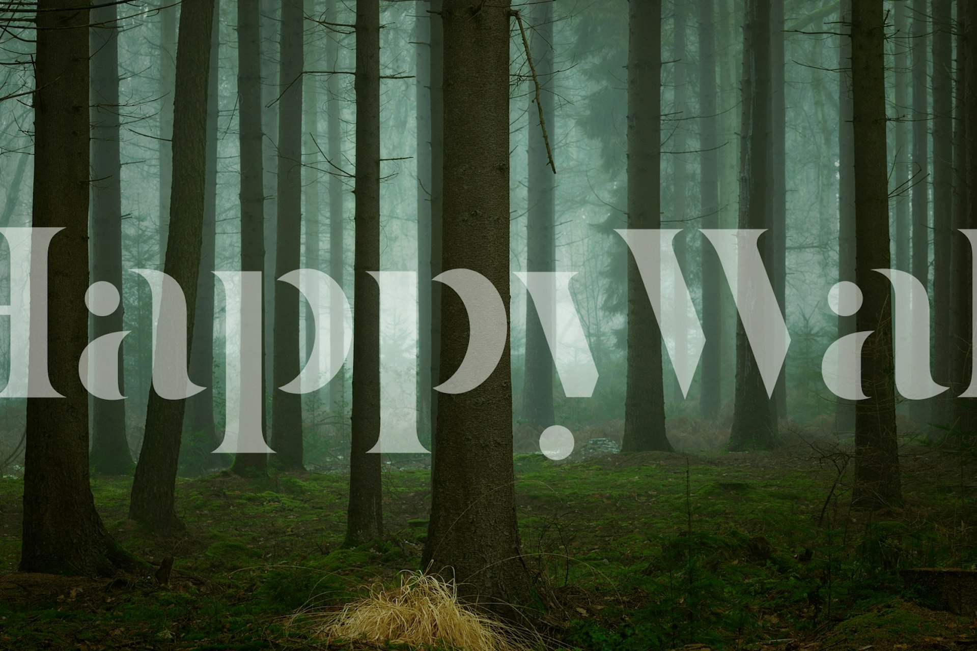 Floresta temperamental e atmosférica em fotomural vinílico de névoa representando a temporada de inverno