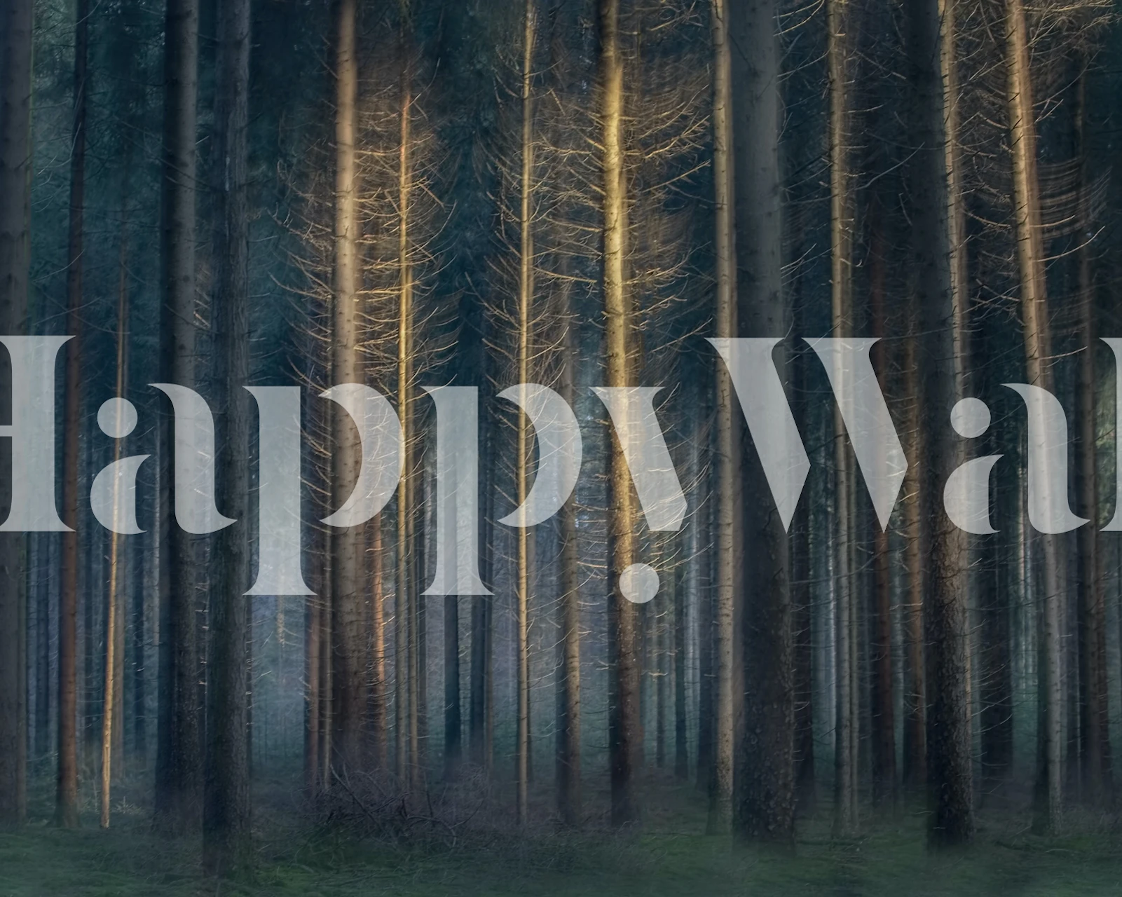 Tall trees in a forest with soft light, dark green tones wallpaper