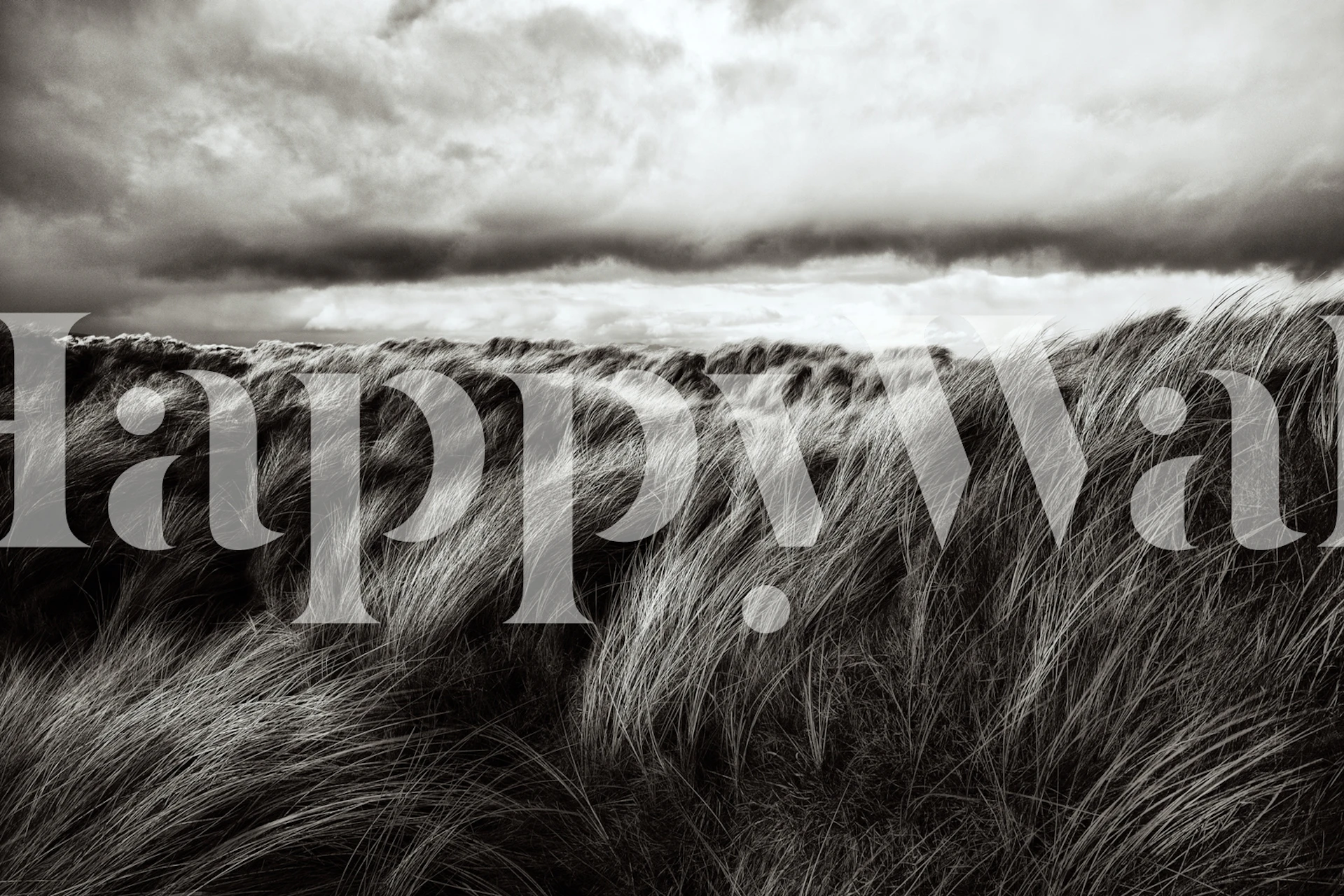 Monochrome wall mural depicting wind-swept grassy dunes