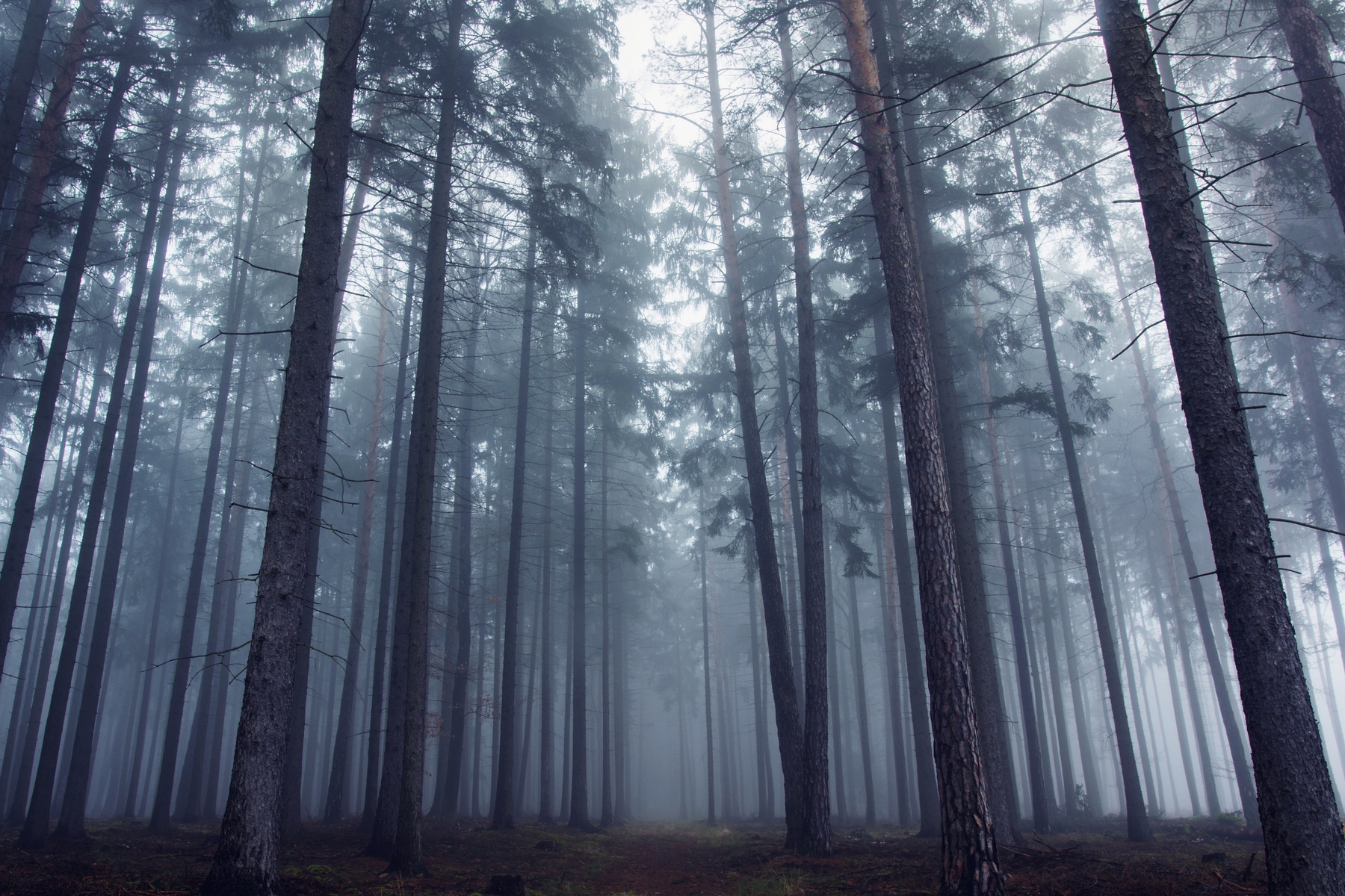 Foggy Forest Wallpaper Images - Free Download on Freepik