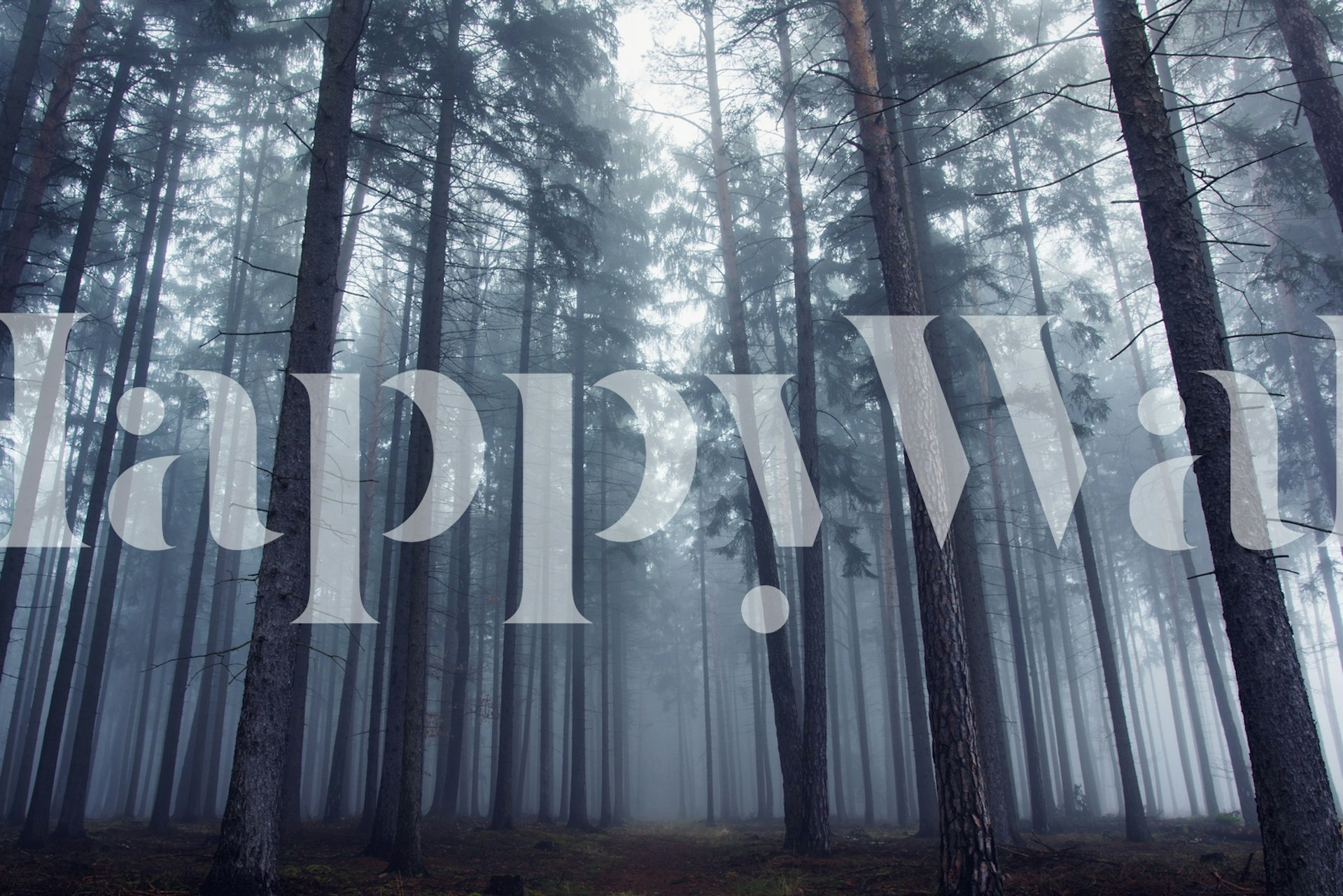 Foggy forest with tall trees and misty atmosphere wallpaper