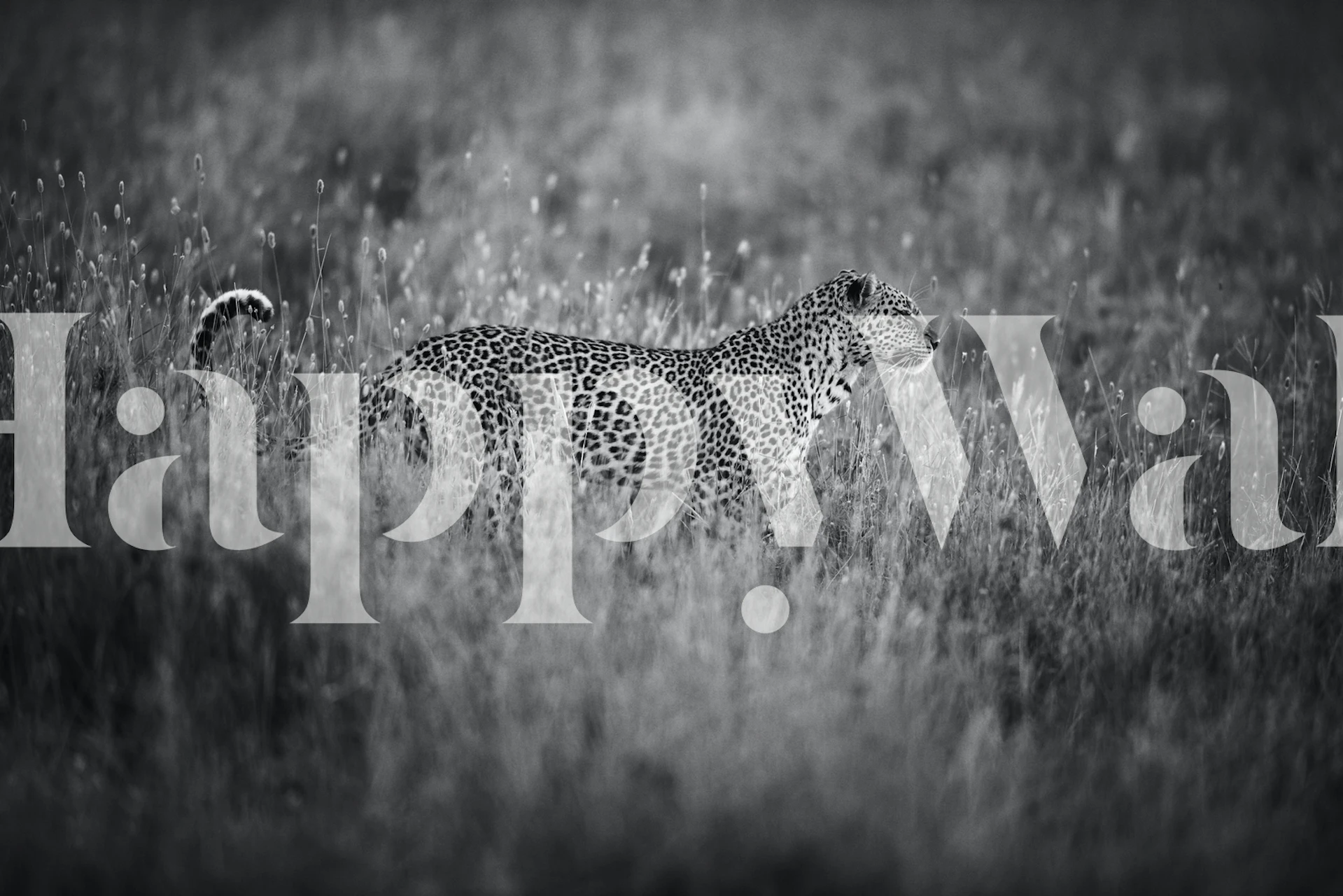 Black and white leopard pattern wallpaper featuring realistic textures