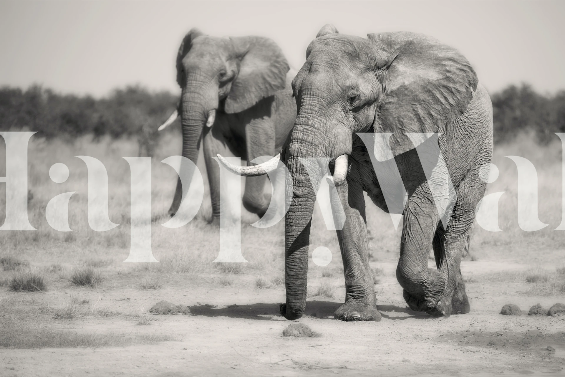 Two elephants walking in a black and white wallpaper design