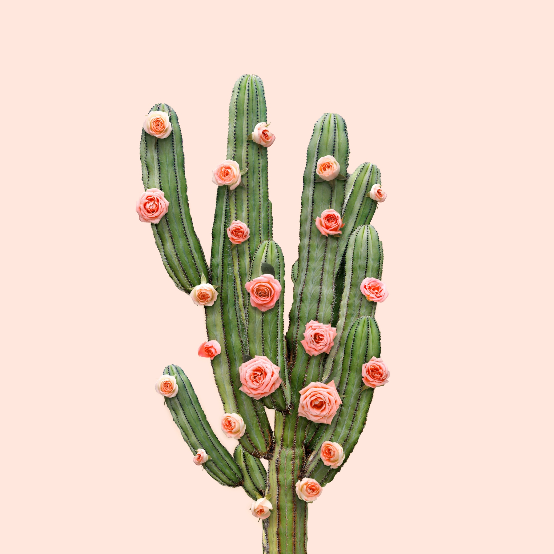 Cactus And Roses Wallpaper Buy Beautiful Wallpapers Online Happywall 
