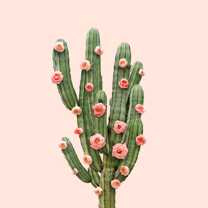 CACTUS AND ROSES