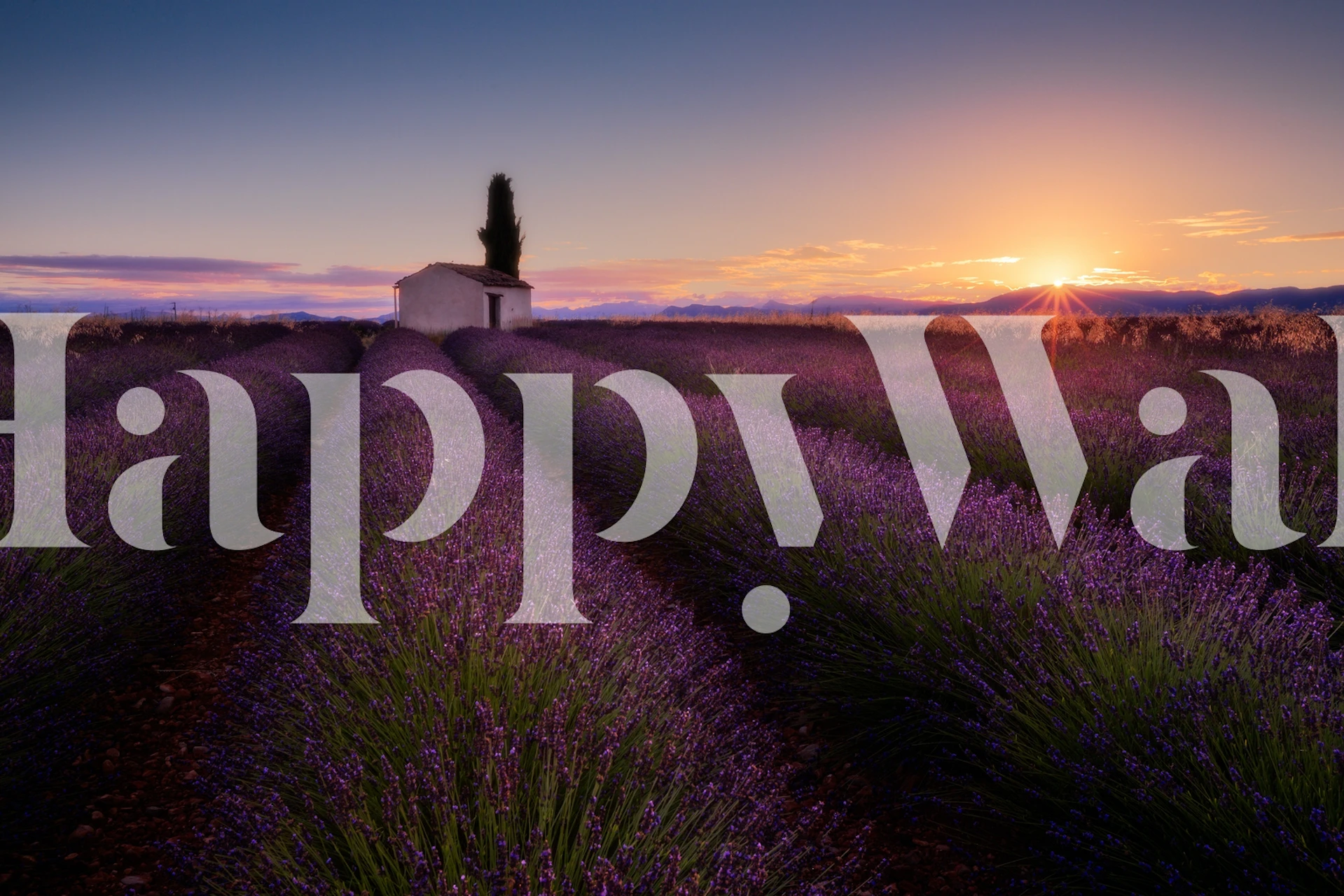 Provence Lavender wallpaper in a room setting