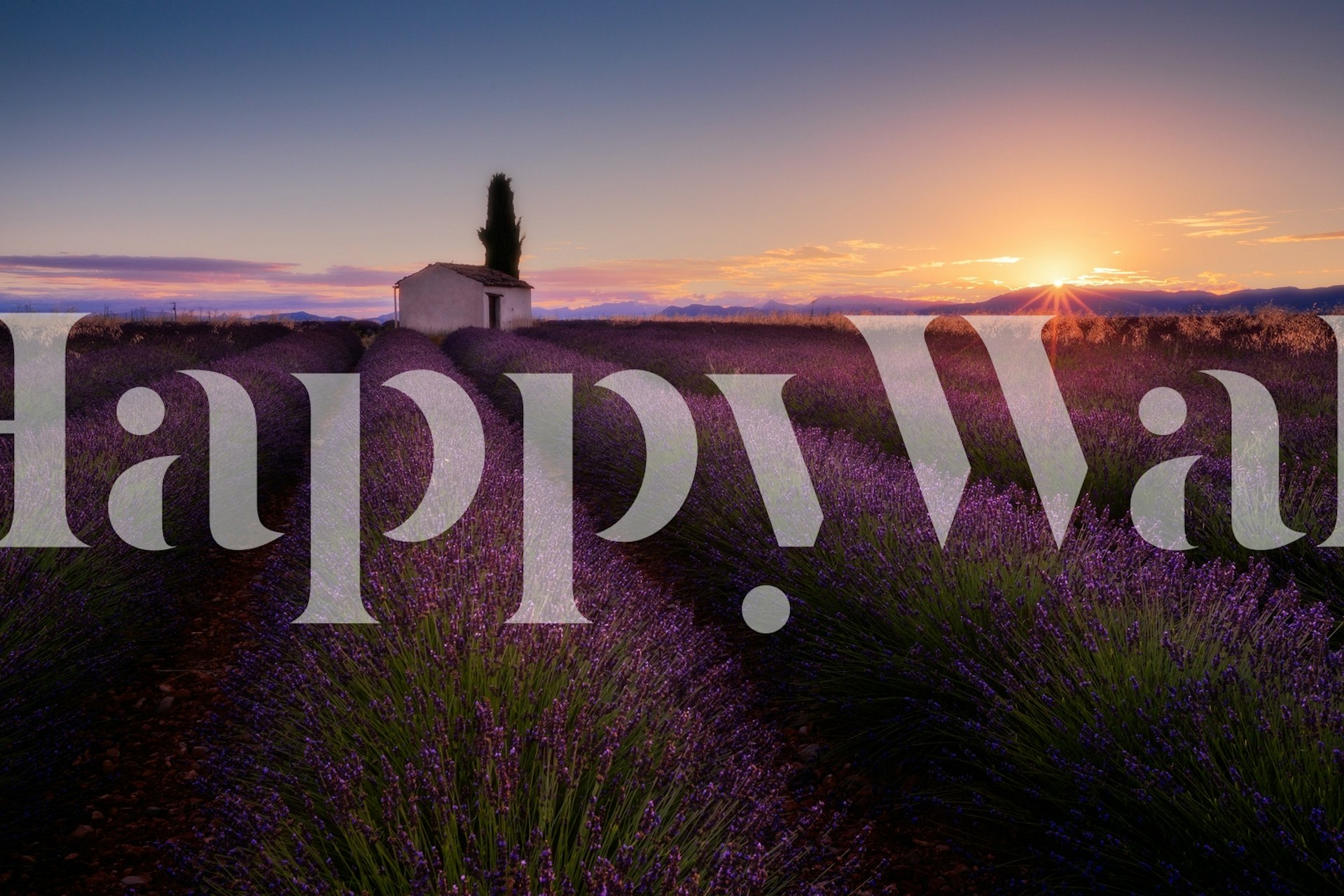 Provence Lavender wallpaper in a room setting