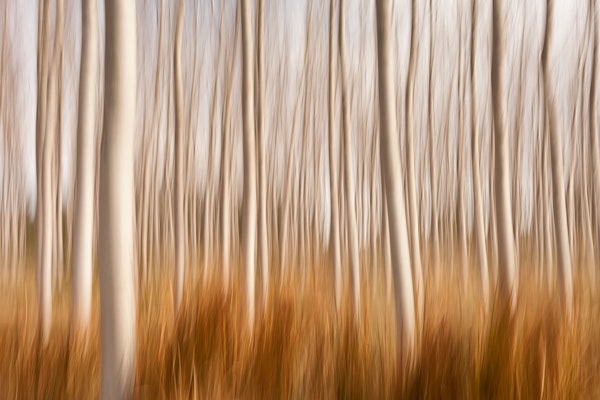 Spring Impressions in a Poplar Fields