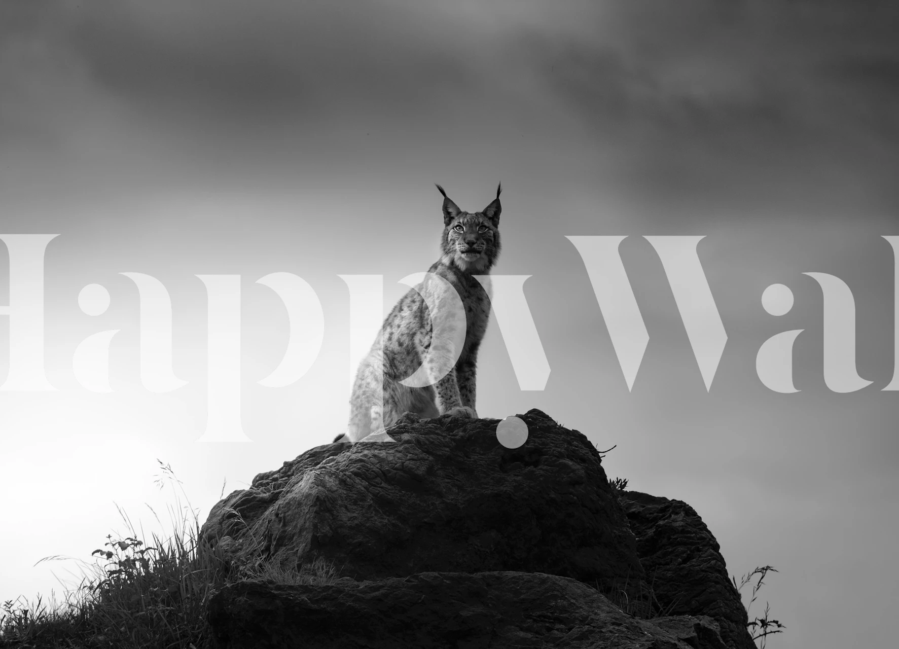 Lynx drama carta da parati in una stanza