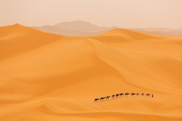 Camels caravan in Sahara