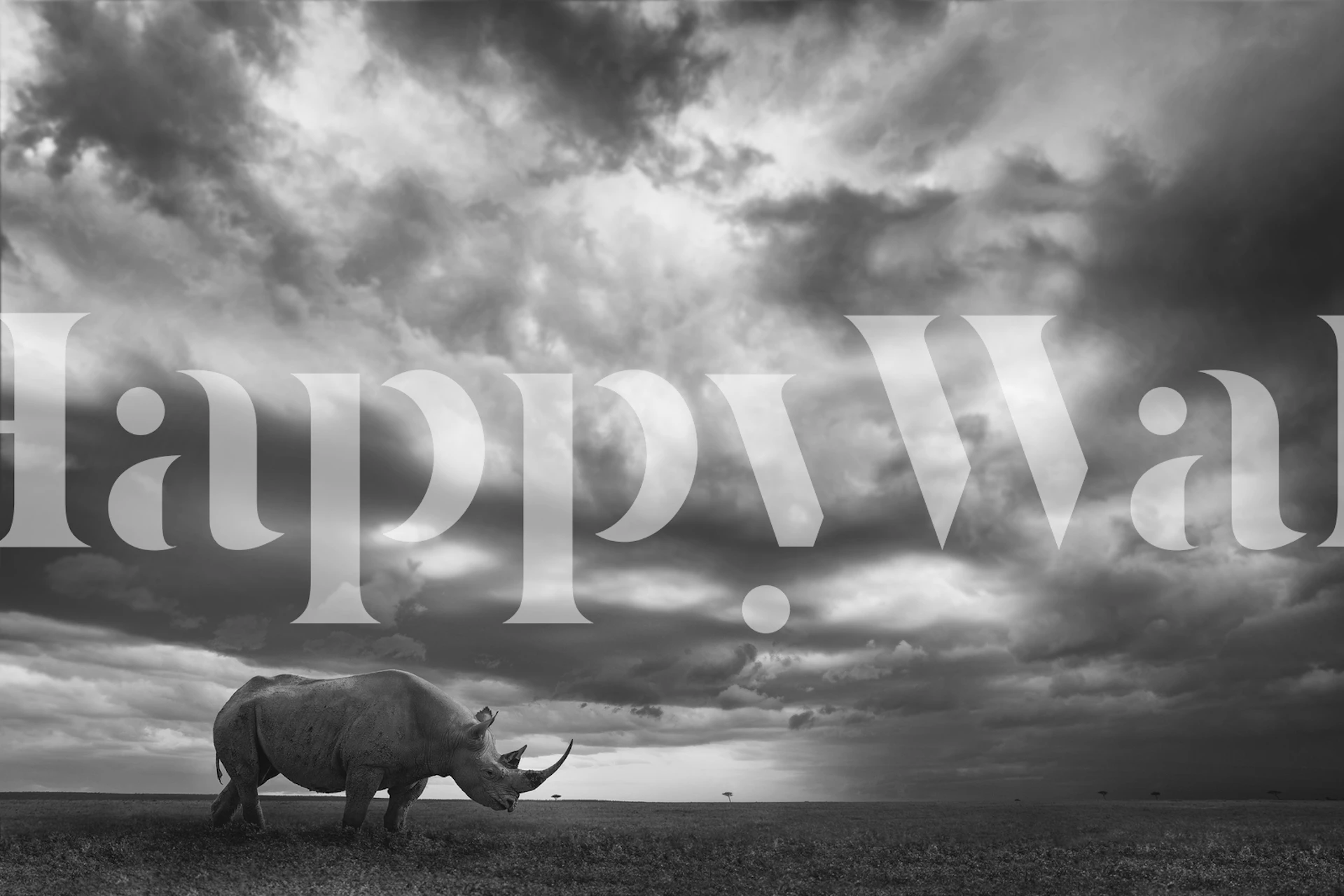 Monochrome rhino in wild grasslands wall mural