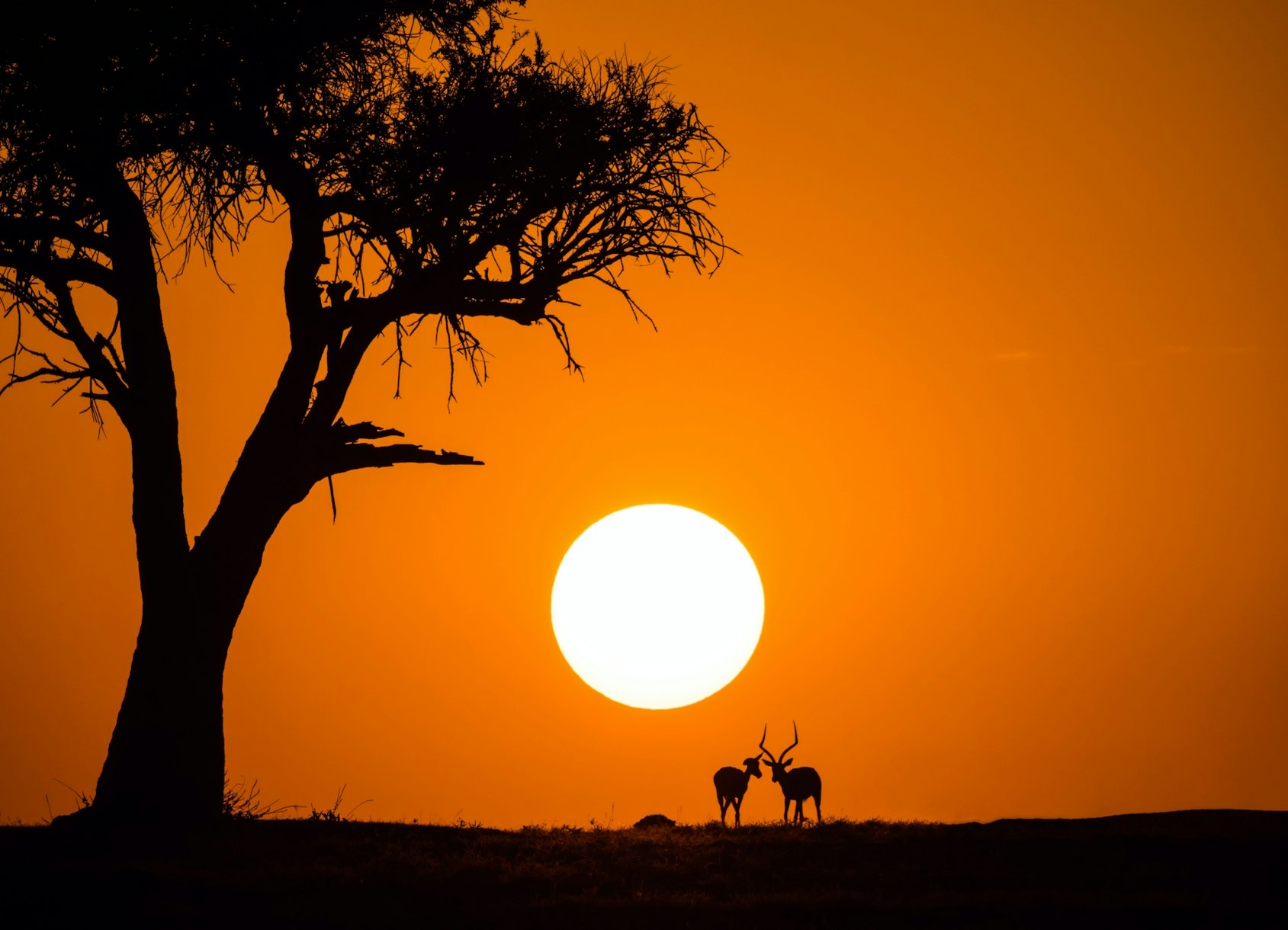 African Sunset Wallpaper Buy Now at Happywall