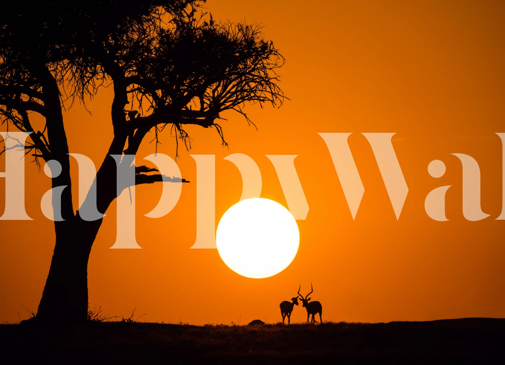 African sunset wallpaper in a room