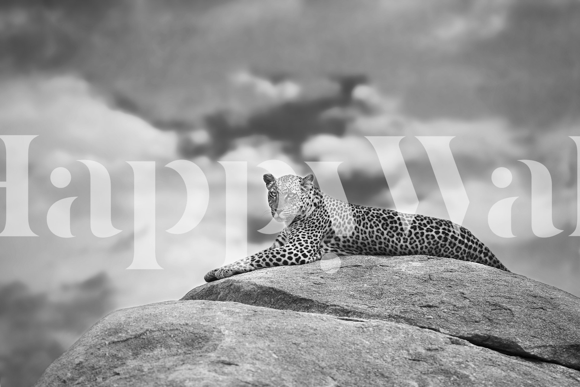 Leopard na kopji tapeta v pokoji