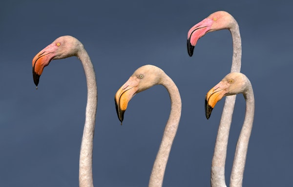 Flamingos Close Up