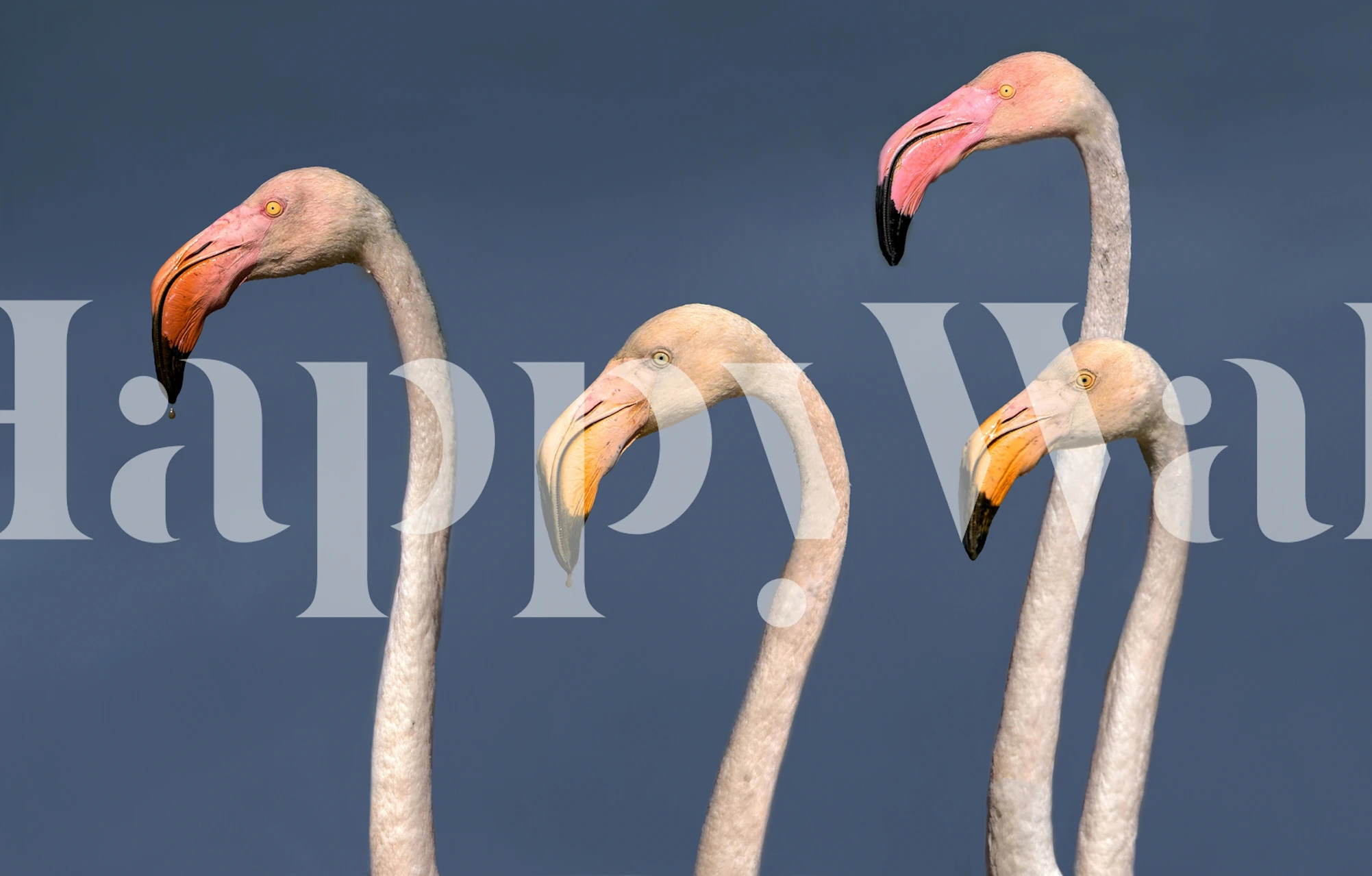 Tapeta Flamingos Close Up zobrazená v místnosti