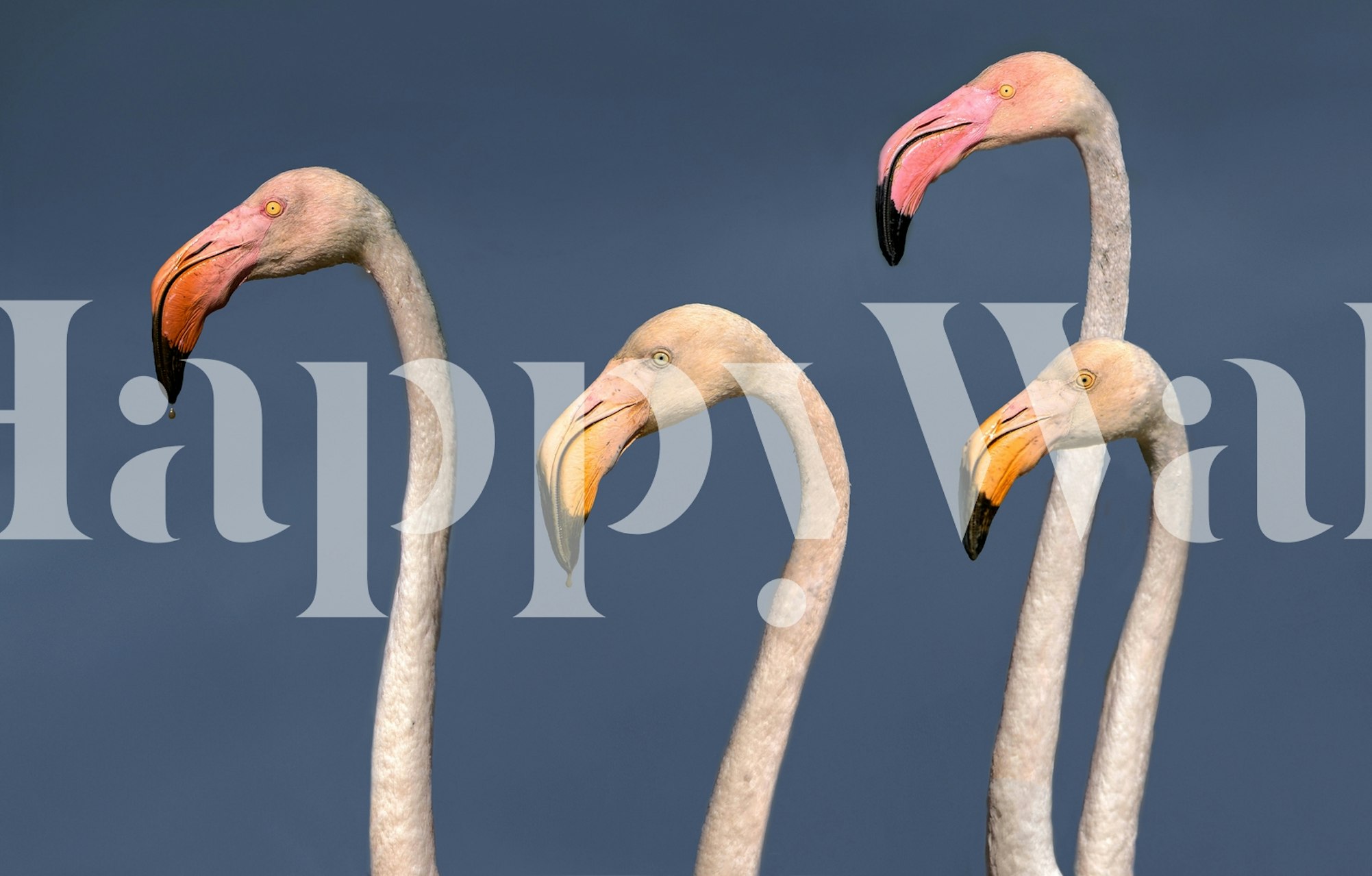 Carta da parati Flamingos Close Up mostrata in una stanza