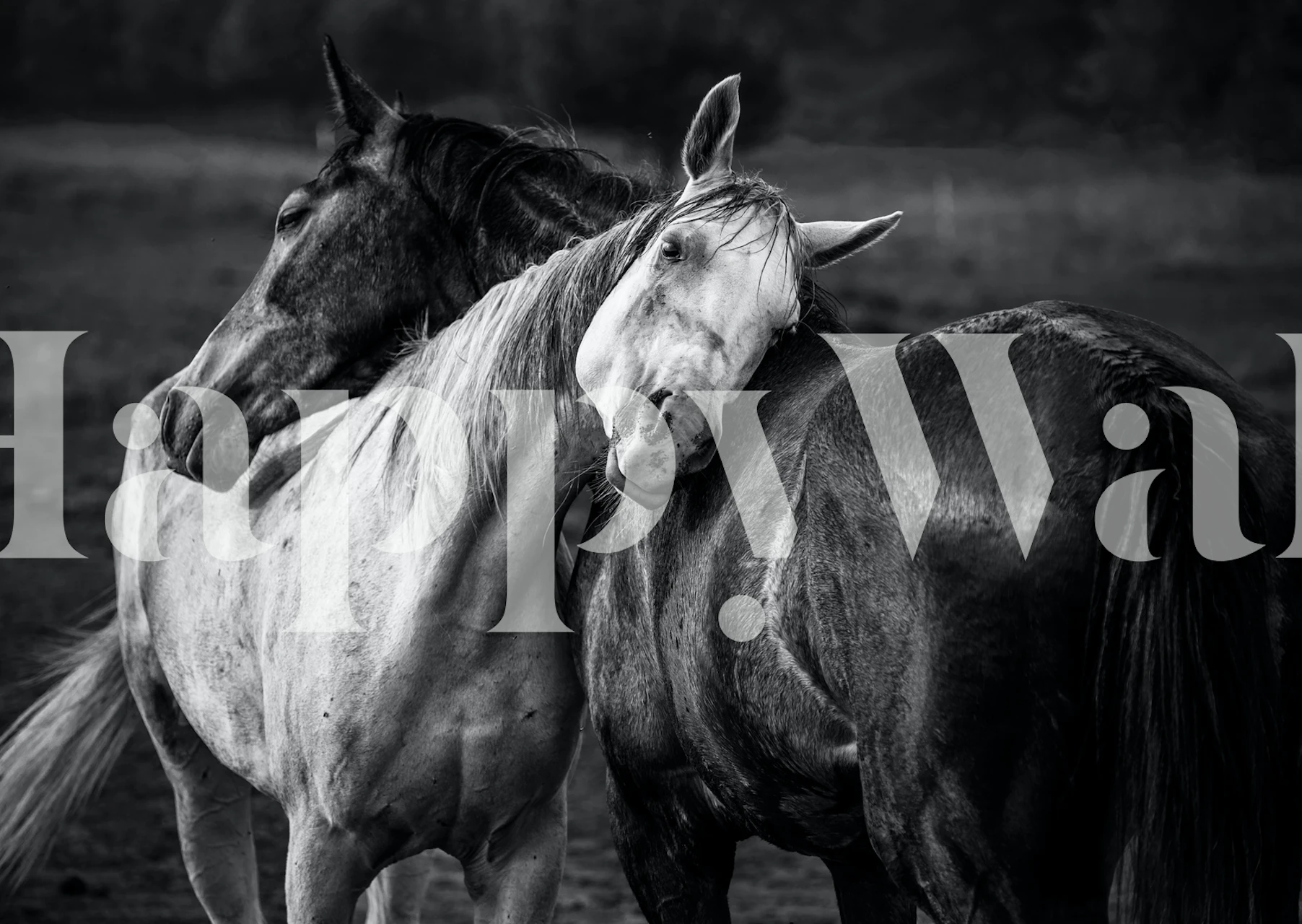 Black and white wall mural featuring horses in a serene setting, titled Warm Rain