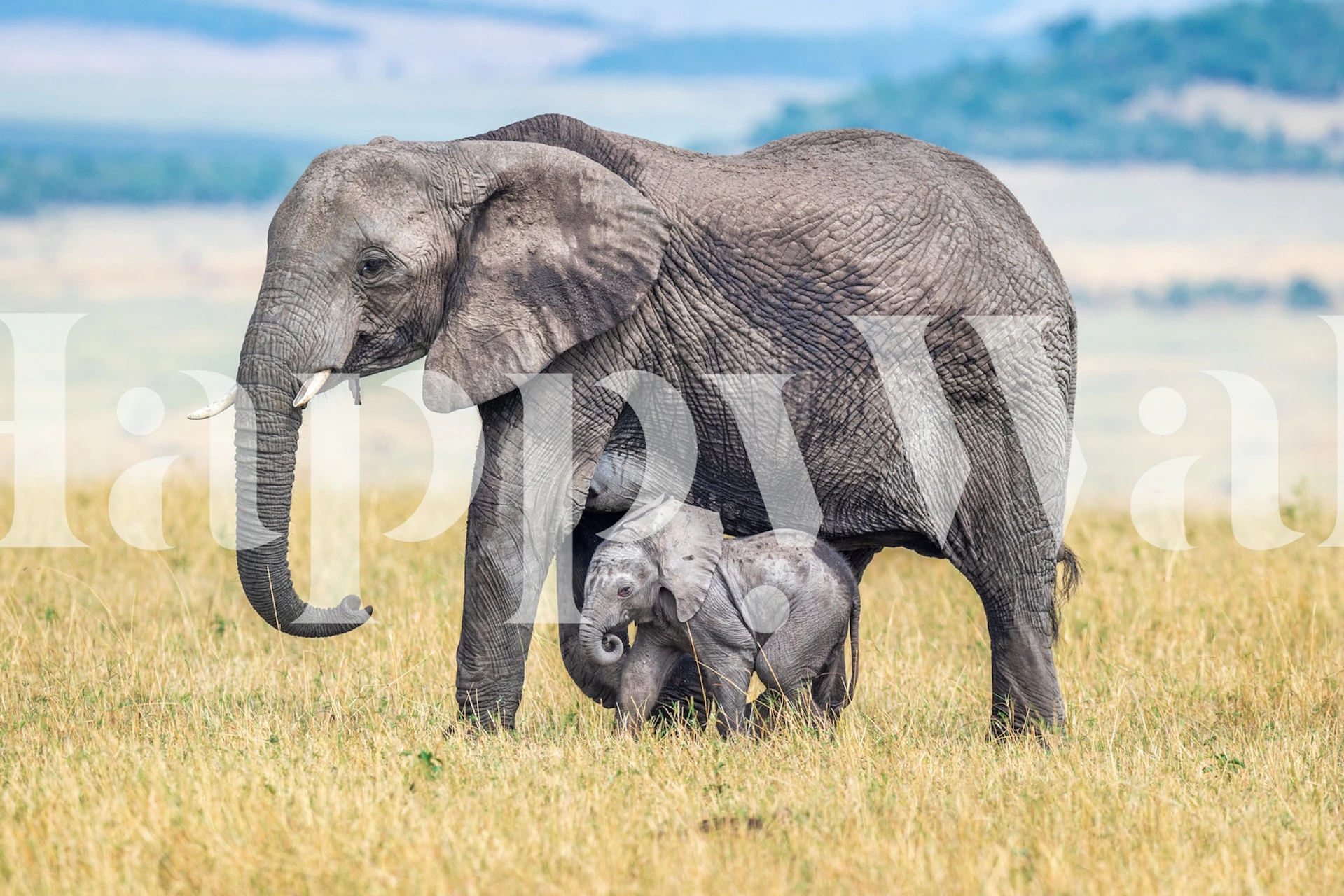 Elephant and calf wallpaper in a room